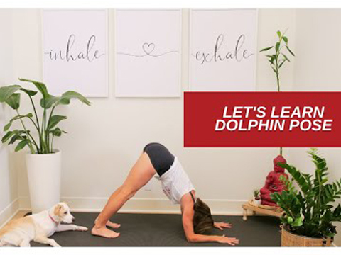 Let’s Learn How to do Dolphin Pose Correctly Ardha Pincha Mayurasana